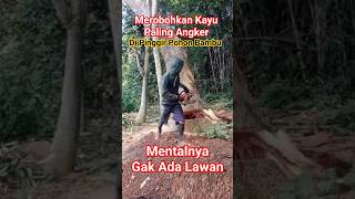 Beraninya Merobohkan pohon besar paling angker #pohonbesar #sonokeling #chainsaw #gergaji #kayujati