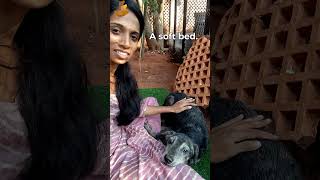 #needsupport #home #seniordoglove #indianstrays #adoptdontshop