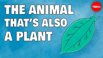 These animals are also plants … wait, what? - Luka Seamus Wright