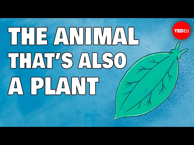 These animals are also plants … wait, what? - Luka Seamus Wright class=