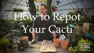 How to Repot Your Cacti