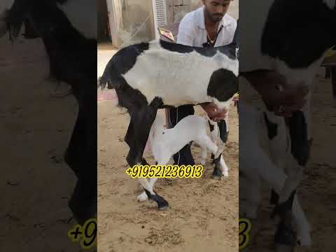 Beautiful Beetle Kids Farmanimal Whitegoat Animals