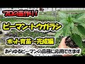 【育苗のプロが教える！】ピーマン・トウガラシ類の苗作り　ポット育苗～完成編（9cmポット）あらゆるピーマンの品種に応用できます