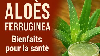 Aloès Plante Miracle Pour Le Cœur, Les Poumons Et La Digestion
