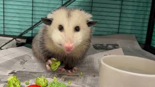 Parsley the opossum eating broccoli