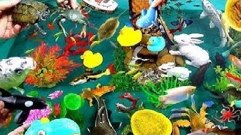 Các Con Vật dễ thương, Cá Koi, Chuột, Mèo, Vịt, Gà, Bắt Rùa Khổng lồ, Cá Trê, Con Cá, Bắt Cá