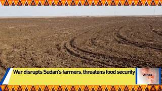 War disrupts Sudan’s farmers, threatens food security
