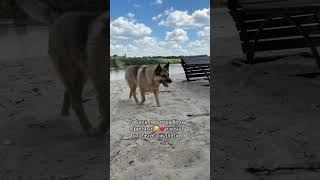 #видеоминск #припять #рыбалка собака ловит рыбу