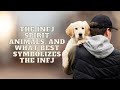 The infj spirit animals and what best symbolizes the infjpersonality types