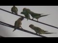 Parrots feeding offsprings