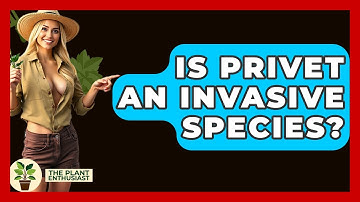 Is Privet An Invasive Species? - The Plant Enthusiast