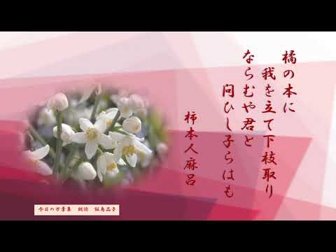 【今日の万葉集】うっとおしい梅雨空が続きます。感染者数も急に増えて・・・そんな日は爽やかな橘の白い花を思いましょうか・・・柿本人麻呂の歌には　ドラマがあって　引きこまれます(^^♪
