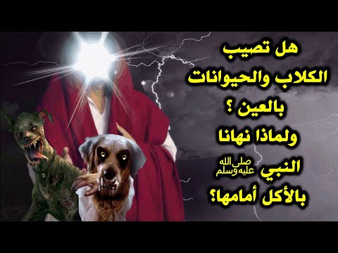 فيديو: هل صفاء العيون يؤذي الكلب؟