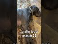 Not the hoover plug! 🔌 🤦🏼‍♀️ #puppy #greatdane #dogmom