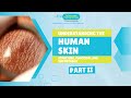 🧬✨ Human Skin Part 2: Layers, Cells &amp; Their Functions ✨🧬