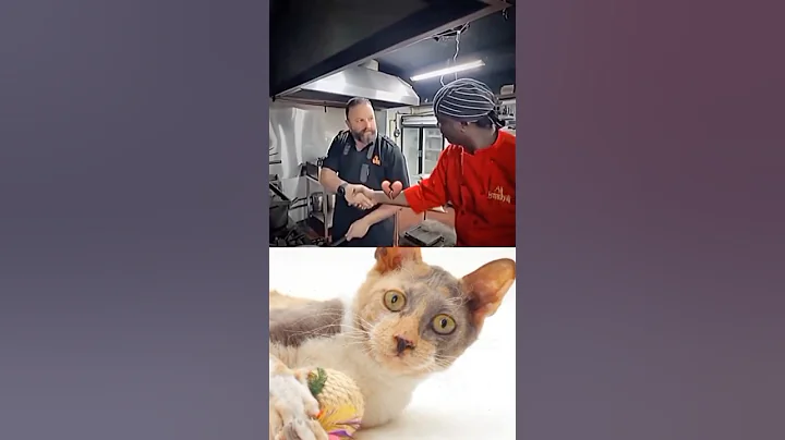 Video 11731541: cats funny fail