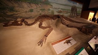 Museum on the Move: Excavating the Edmontosaurus