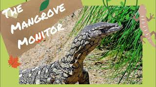 The Mangrove Monitor - Everything you need to know!