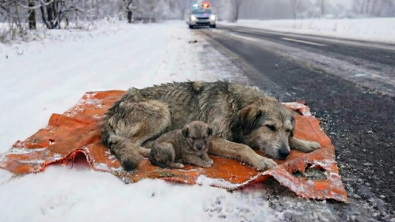 Snowstorm Animal Rescue — She Refused to Leave Her Puppy