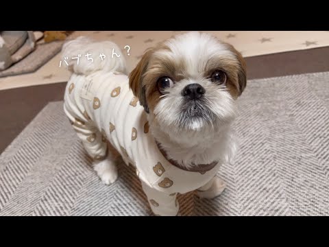 【シーズー】バブちゃんなのは見た目だけ？？？【犬Vlog】