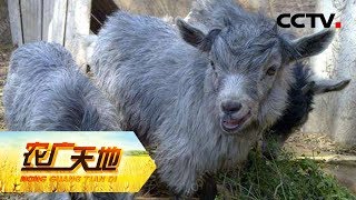 《农广天地》 20180530 大肚罗汉瘦山羊 | CCTV农业
