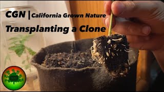 CGN | Transplanting; a Rooted Clone | California Grown Nature