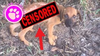 You won't believe what they did to this Puppy by Paws on Curacao [ Animal Rescue Channel ] 726,613 views 6 years ago 5 minutes, 48 seconds