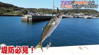 イカが貪り食う不気味な泳がせ釣り仕掛け「堤防必見」