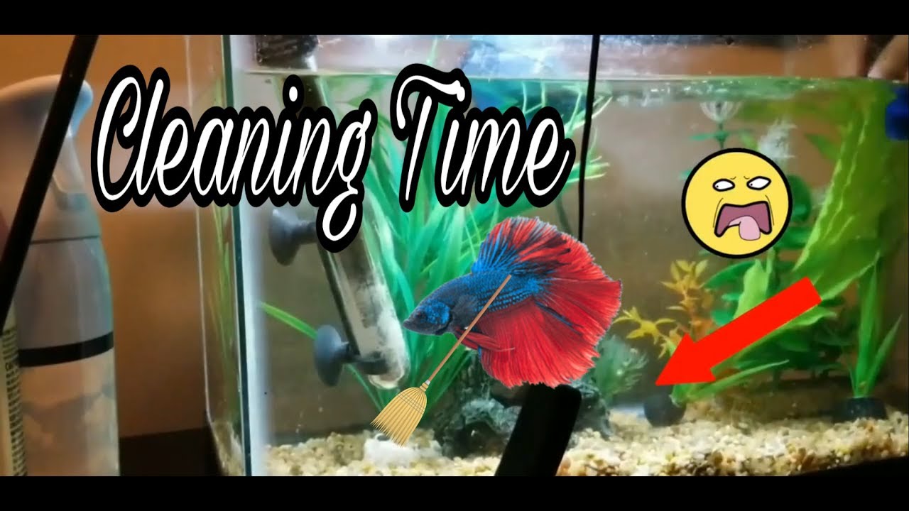 HOW TO DO A WATER CHANGE (BETTA FISH) 2018 YouTube