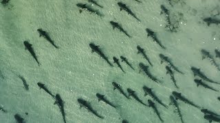 Leopard Sharks & Great White Sharks: Not So Far Apart