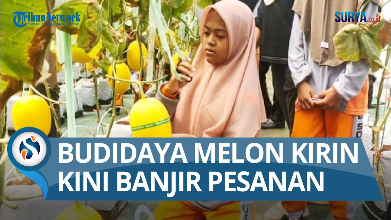 Belum Panen Banjir Pesanan, Greenhouse Melon Kirin di Socah Bangkalan