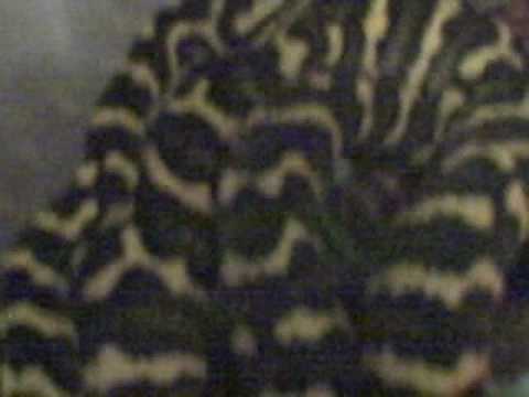 jungle carpet python