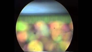 Introduction to colloids