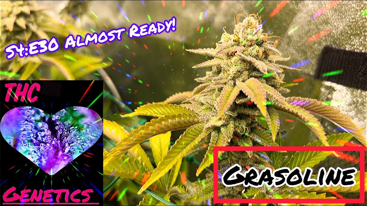 Seed to Harvest - Grasoline