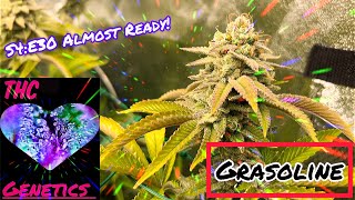 Seed to Harvest - Grasoline