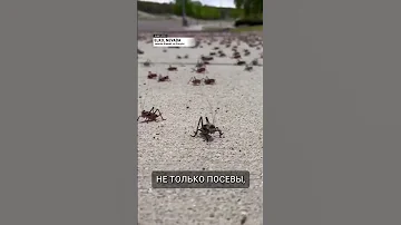В Неваде нашествие мормонских сверчков