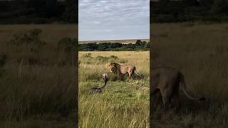 python snake attacks the lion #wildlife #leopard #lion #animals