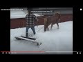 коні ваговози уборка снігу 2018