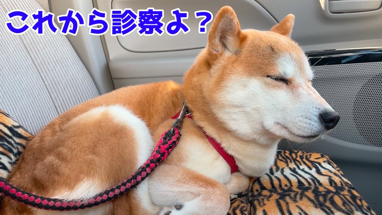 病院の待ち時間で船を漕ぎだす柴犬