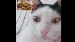 Cats on video call😺🤣 by cute cat Bunny and Tofu♡︎ 151 views 2 years ago 46 seconds