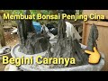 Cara Membuat Bonsai Penjing China