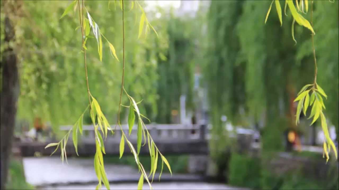 花の京都 新緑 青もみじ ２ 京都を歩くアルバム