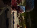 game of thrones👑👑 movie sad shorts #ytshorts #shortsvideo #sad #viralvideo