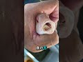 この寄生虫は魚の舌を完全に乗っ取る！😱🐟