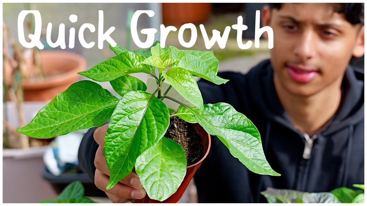 How To Make Chilli Plant Grow Fast | Vegetable Gardening For Beginners ...