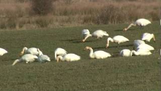 Fresh Air: Whooper Swans