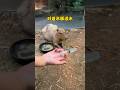 capybara 卡皮巴拉 水豚也會怕水嗎 #水豚 #水豚君 #卡皮巴拉 #呆萌 #cute #可愛い #萌寵 #療癒 #short