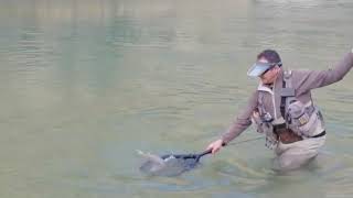 bonita gran trucha Fario con mi canción del Pirata