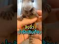 ตัวเท่านิ้ว แต่น่ารักเกินต้าน!!🐒#ลิงนิ้วจิ๋ว #สัตว์เลี้ยงน่ารัก #สัตว์แปลกแต่น่ารัก #FingerMonkey
