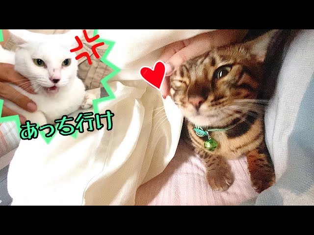 実家での朝はジャンボ猫が起こしてくれ白猫にどつかれます… - YouTube